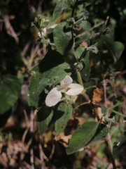 Carlowrightia neesiana