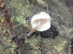 Mycena mirata