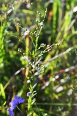 Linum stelleroides