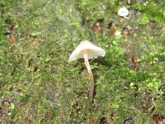 Mycena mirata