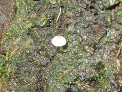 Mycena mirata