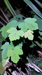 Rubus formosensis