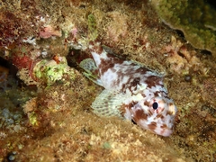 Sebastapistes cyanostigma