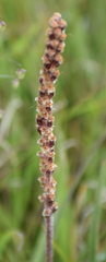 Plantago gaudichaudii