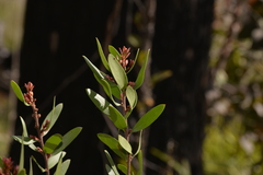 Persoonia oleoides