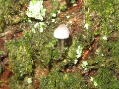 Mycena mirata