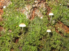Mycena mirata