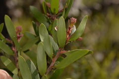 Persoonia oleoides