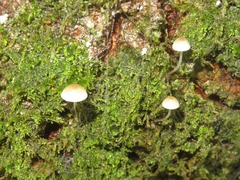 Mycena mirata