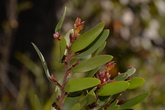 Persoonia oleoides