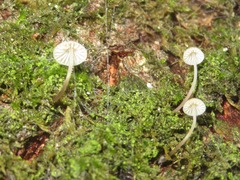 Mycena mirata