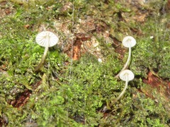 Mycena mirata
