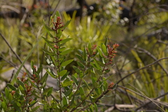 Persoonia oleoides