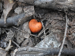Leratiomyces erythrocephalus