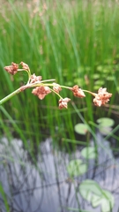 Schoenoplectus lacustris