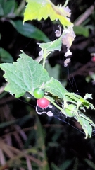 Cucumis maderaspatanus