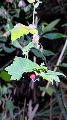 Cucumis maderaspatanus