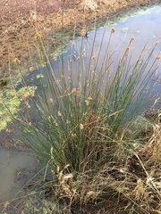Juncus pallidus