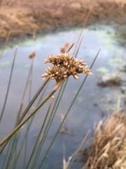 Juncus pallidus