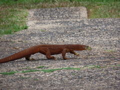 Varanus panoptes panoptes