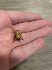 Cyclocephala signaticollis