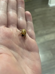 Cyclocephala signaticollis