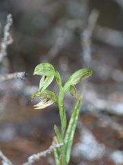 Pterostylis macilenta