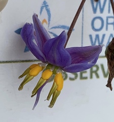 Dianella longifolia longifolia