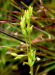 Sebaea ovata