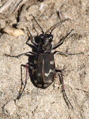 Cicindela hybrida