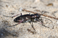 Cicindela hybrida