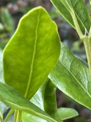 Olea capensis macrocarpa
