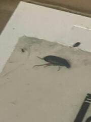 Harpalus pensylvanicus