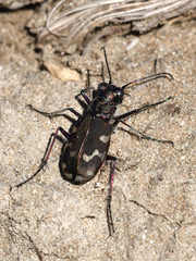 Cicindela hybrida