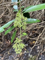 Olea capensis macrocarpa