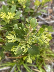 Morella quercifolia