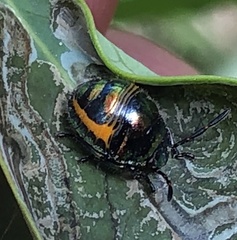Lampromicra