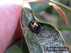 Lampromicra