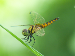 Aethriamanta brevipennis