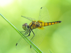 Aethriamanta brevipennis