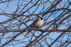 Motacilla alba alba