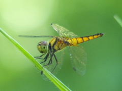 Aethriamanta brevipennis