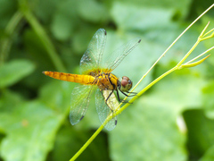 Aethriamanta brevipennis