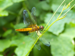 Aethriamanta brevipennis