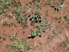 Asclepias albens