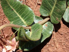 Asclepias albens