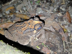 Duttaphrynus melanostictus