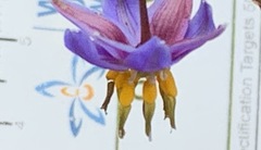 Dianella longifolia longifolia