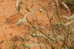 Ptilotus polystachyus