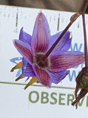 Dianella longifolia longifolia